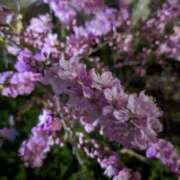 ヒメ日記 2025/03/07 12:16 投稿 りょう 豊満熟女