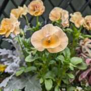 ヒメ日記 2025/03/14 10:24 投稿 りょう 豊満熟女