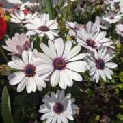 ヒメ日記 2025/03/17 13:30 投稿 りょう 豊満熟女