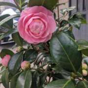 ヒメ日記 2025/03/18 10:56 投稿 りょう 豊満熟女