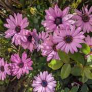 ヒメ日記 2025/03/20 09:16 投稿 りょう 豊満熟女