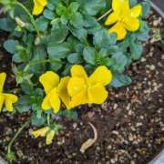 ヒメ日記 2025/03/21 10:28 投稿 りょう 豊満熟女