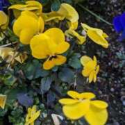 ヒメ日記 2025/03/23 11:06 投稿 りょう 豊満熟女