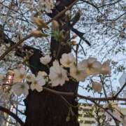 ヒメ日記 2025/04/04 13:52 投稿 りょう 豊満熟女