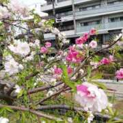 ヒメ日記 2025/04/07 10:28 投稿 りょう 豊満熟女