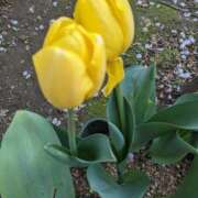 ヒメ日記 2025/04/10 10:08 投稿 りょう 豊満熟女