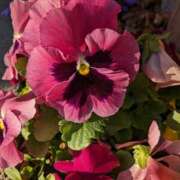 ヒメ日記 2025/04/14 10:16 投稿 りょう 豊満熟女