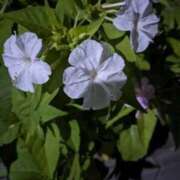 ヒメ日記 2025/04/15 11:40 投稿 りょう 豊満熟女