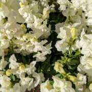 ヒメ日記 2025/04/17 10:26 投稿 りょう 豊満熟女