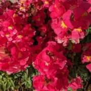 ヒメ日記 2025/04/18 10:16 投稿 りょう 豊満熟女