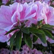 ヒメ日記 2025/04/25 10:34 投稿 りょう 豊満熟女