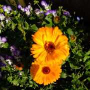 ヒメ日記 2025/04/27 10:28 投稿 りょう 豊満熟女