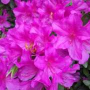 ヒメ日記 2025/04/29 09:58 投稿 りょう 豊満熟女