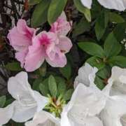 ヒメ日記 2025/05/08 09:56 投稿 りょう 豊満熟女