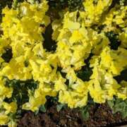 ヒメ日記 2025/05/09 09:26 投稿 りょう 豊満熟女