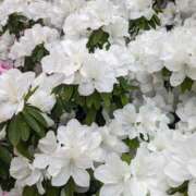 ヒメ日記 2025/05/12 10:42 投稿 りょう 豊満熟女