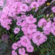 ヒメ日記 2025/05/16 13:14 投稿 りょう 豊満熟女