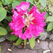 ヒメ日記 2025/05/18 12:12 投稿 りょう 豊満熟女