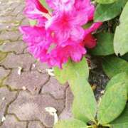 ヒメ日記 2025/05/19 10:08 投稿 りょう 豊満熟女