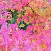 ヒメ日記 2025/05/20 10:14 投稿 りょう 豊満熟女