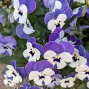 ヒメ日記 2025/05/22 10:18 投稿 りょう 豊満熟女