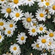 ヒメ日記 2025/05/26 11:48 投稿 りょう 豊満熟女