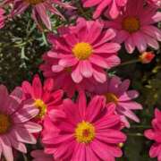 ヒメ日記 2025/06/01 10:12 投稿 りょう 豊満熟女