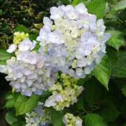 ヒメ日記 2025/06/05 15:40 投稿 りょう 豊満熟女