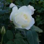 ヒメ日記 2025/06/12 10:08 投稿 りょう 豊満熟女