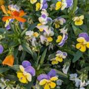 ヒメ日記 2025/06/16 10:08 投稿 りょう 豊満熟女