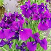 ヒメ日記 2025/06/22 08:52 投稿 りょう 豊満熟女