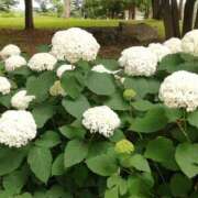 ヒメ日記 2025/06/24 10:54 投稿 りょう 豊満熟女