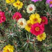 ヒメ日記 2025/07/06 09:44 投稿 りょう 豊満熟女