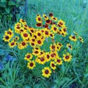 ヒメ日記 2025/07/15 09:26 投稿 りょう 豊満熟女