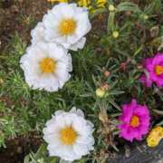 ヒメ日記 2025/07/18 08:48 投稿 りょう 豊満熟女