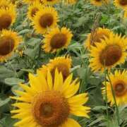 ヒメ日記 2025/07/31 09:14 投稿 りょう 豊満熟女