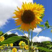 ヒメ日記 2025/08/26 11:44 投稿 りょう 豊満熟女