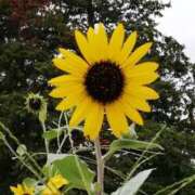 ヒメ日記 2025/08/29 10:12 投稿 りょう 豊満熟女