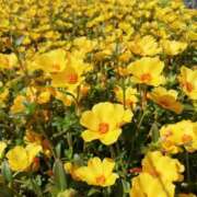 ヒメ日記 2025/08/30 16:02 投稿 りょう 豊満熟女