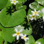 ヒメ日記 2025/08/31 09:18 投稿 りょう 豊満熟女