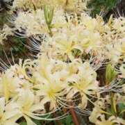 ヒメ日記 2025/09/01 11:08 投稿 りょう 豊満熟女