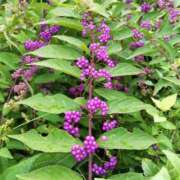 ヒメ日記 2025/09/04 12:30 投稿 りょう 豊満熟女