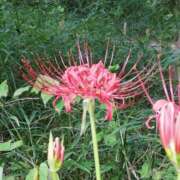 ヒメ日記 2025/09/07 09:32 投稿 りょう 豊満熟女