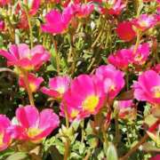 ヒメ日記 2025/09/08 13:10 投稿 りょう 豊満熟女