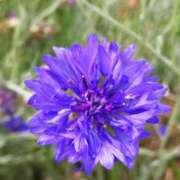 ヒメ日記 2025/09/14 10:02 投稿 りょう 豊満熟女