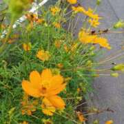 ヒメ日記 2025/09/22 10:40 投稿 りょう 豊満熟女