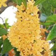 ヒメ日記 2025/09/29 10:04 投稿 りょう 豊満熟女