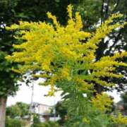 ヒメ日記 2025/10/07 09:00 投稿 りょう 豊満熟女