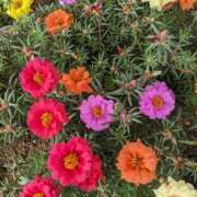 ヒメ日記 2025/10/20 09:58 投稿 りょう 豊満熟女