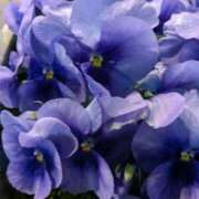 ヒメ日記 2025/10/25 08:32 投稿 りょう 豊満熟女